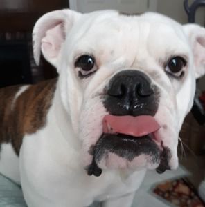 Meet your Posher, Betty